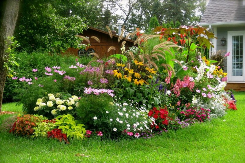 Неприхотливые и долгоцветущие цветы для сада
