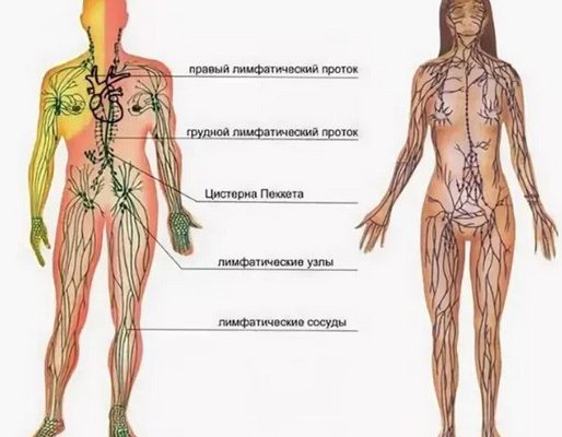Как разогнать лимфу? Действенные приемы и способы!