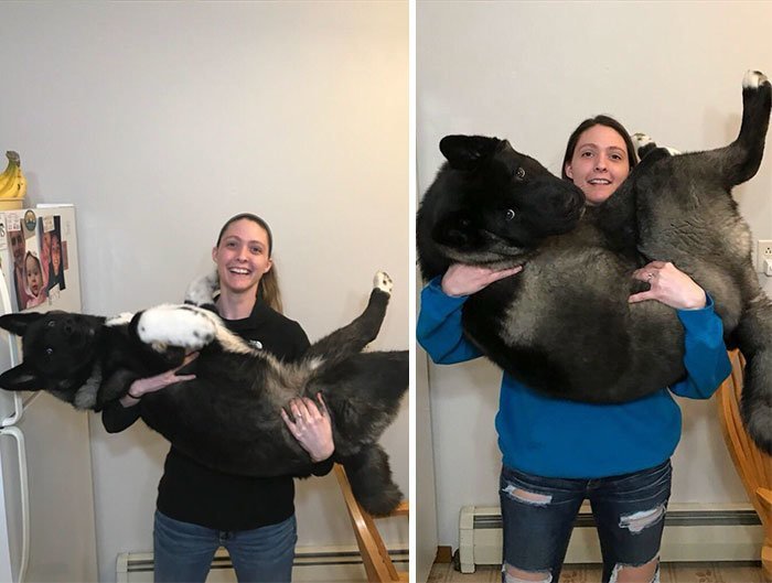 За шесть месяцев щенок акиты вымахал до размеров медведя