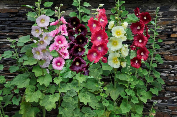 Цветы для сада: неприхотливые и долгоцветущие растения