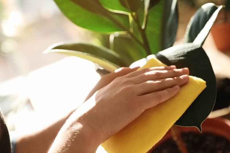 Появление фикуса в квартире и как растение может изменить жизнь