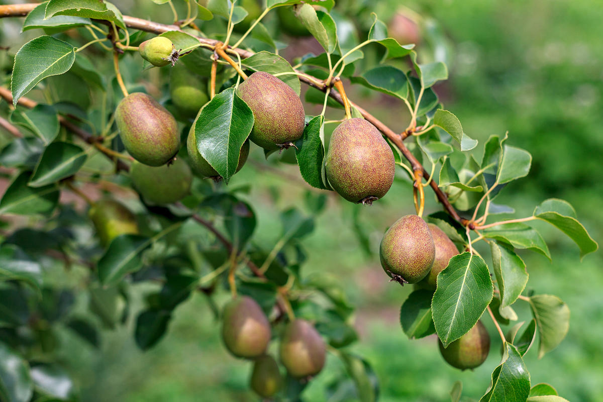 15 наболевших вопросов о груше. Как помочь плодовому дереву?