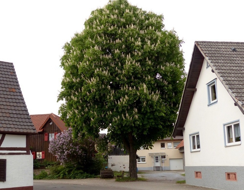 Какие деревья не нужно сажать возле дома