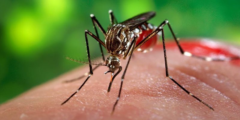 Как убрать укус комара за 20 секунд
