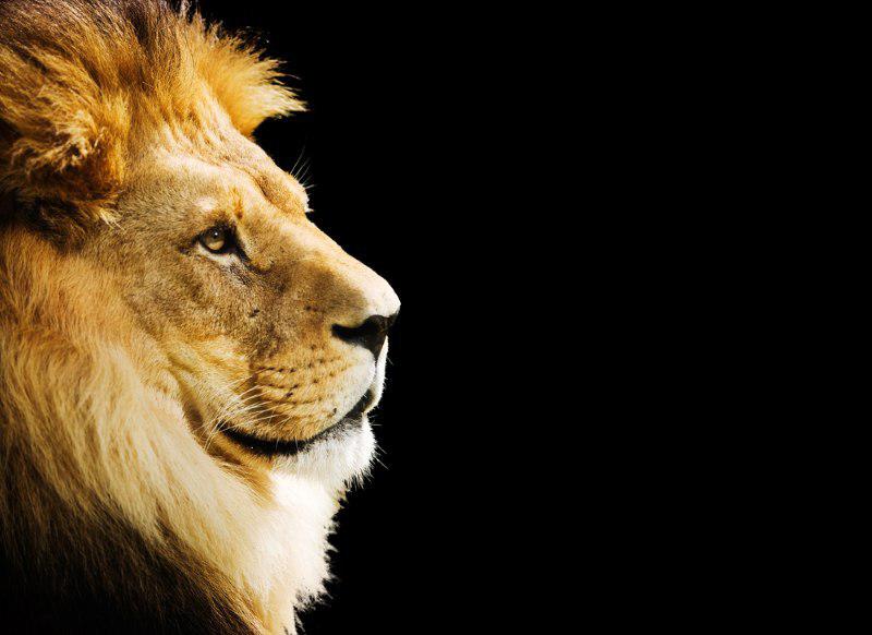 Почему Львы помнят обиды и как с ними дружить