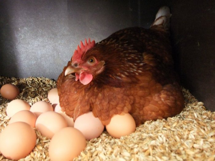 Почему в большинстве холодильников лоток для яиц имеет именно 8 ячеек, а не 10