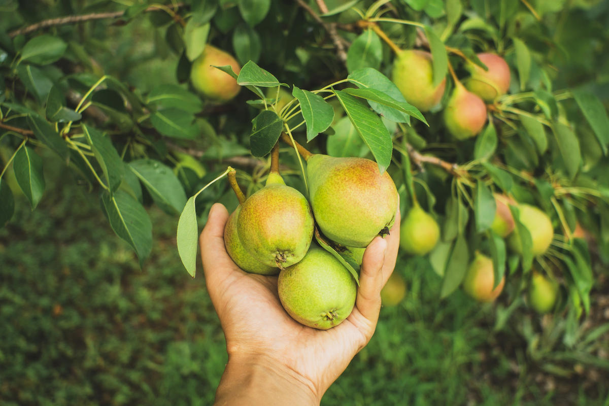 15 наболевших вопросов о груше. Как помочь плодовому дереву?