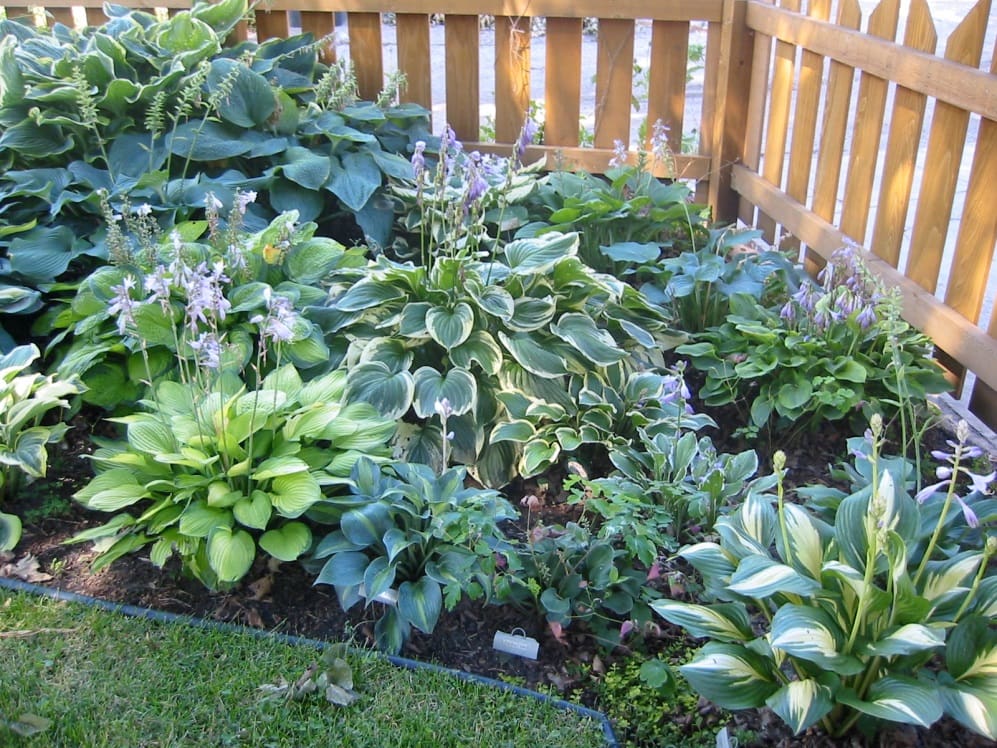 Лучшие декоративные растения, которые обязательно должны занять место в саду