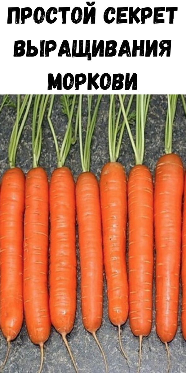 Простой секрет выращивания моркови