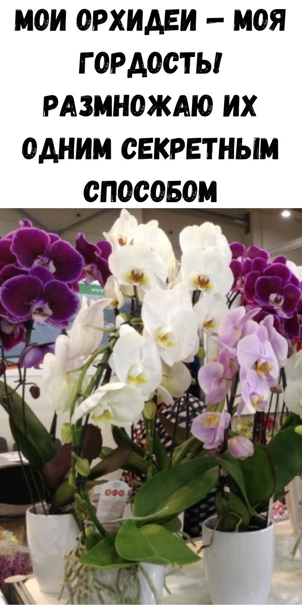 Мои орхидеи — моя гордость! Размножаю их одним секретным способом