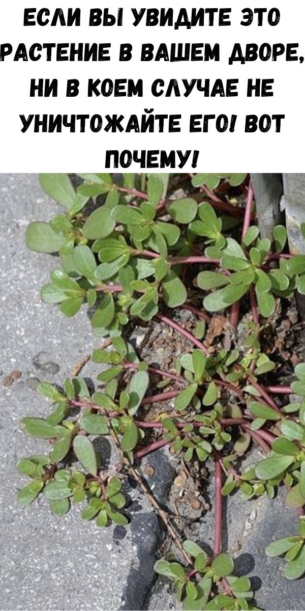 Если вы увидите это растение в вашем дворе, ни в коем случае не уничтожайте его! Вот почему!