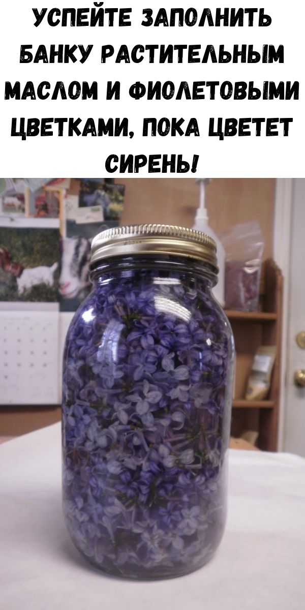 Успейте заполнить банку растительным маслом и фиолетовыми цветками, пока цветет сирень!