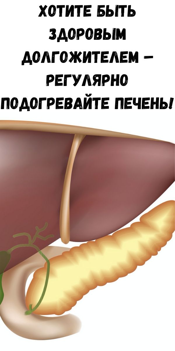 Хотите быть здоровым долгожителем – регулярно подогревайте печень!
