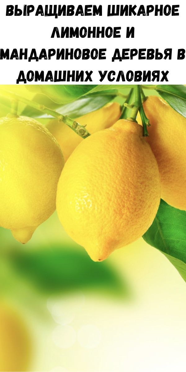 Выращиваем шикарное лимонное и мандариновое деревья в домашних условиях