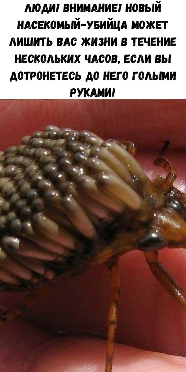 Люди! ВНИМАНИЕ! Новый насекомый-убийца может лишить Вас жизни в течение нескольких часов, если Вы дотронетесь до него голыми руками!
