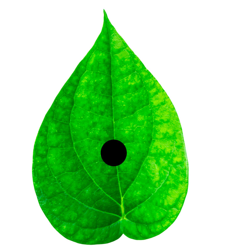 Лист фит. Зеленая точка с листиком. Зеленый листочек необычный. Leaf-Fit. Dot Leaf 1.5.