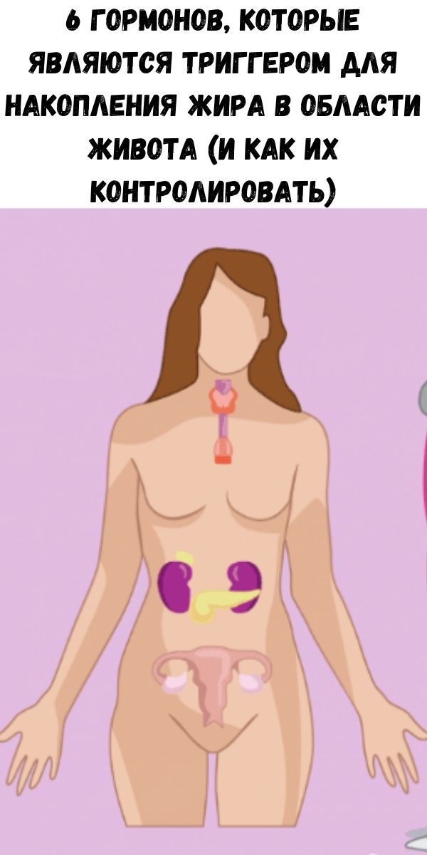 6 гормонов, которые являются триггером для накопления жира в области живота (и как их контролировать)