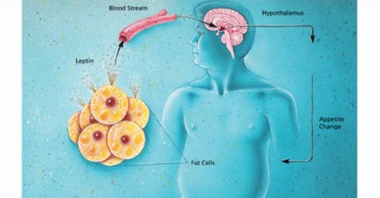 Вот как лишний вес влияет на размер мозга