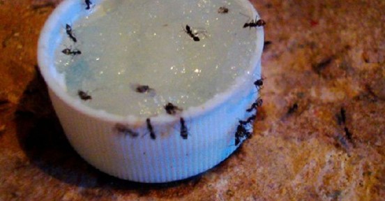 Если вы часто замечаете колонию муравьев, когда вы оставляете еду на кухонном столе, у вас есть серьезная проблема, с которой нужно как можно скорее бороться.