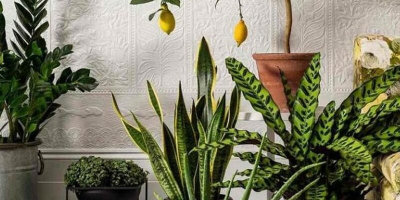 Опасные для здоровья и энергетики растения: какие лучше не выращивать в доме?