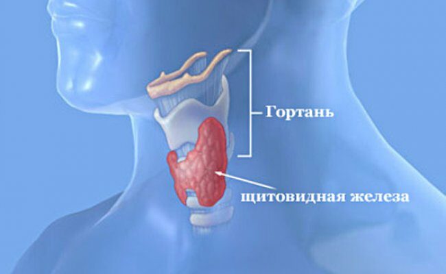 Какие витамины и микроэлементы нужны щитовидной железе?