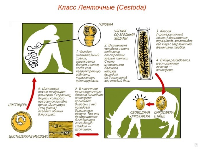 Скрытые симптомы, которые могут появиться у человека, зараженного глистами