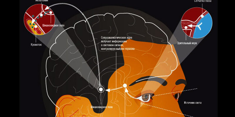 Гормон мелатонин: секрет молодости и красоты