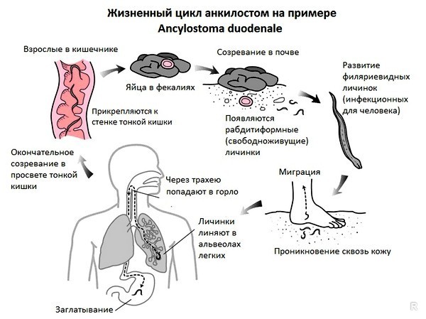 Скрытые симптомы, которые могут появиться у человека, зараженного глистами