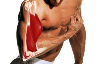 Наглядная биомеханика — различные группы мышц. Полный набор видеороликов
