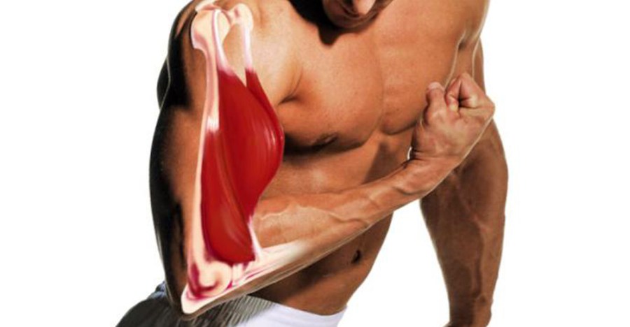 Наглядная биомеханика — различные группы мышц. Полный набор видеороликов